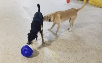 Jolly Ball Tug March 4, 2025
