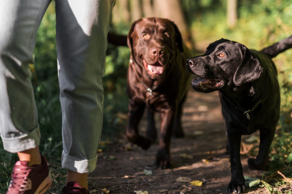Dog Obedience Training: Stop Bad Habits & Build a Confident Dog