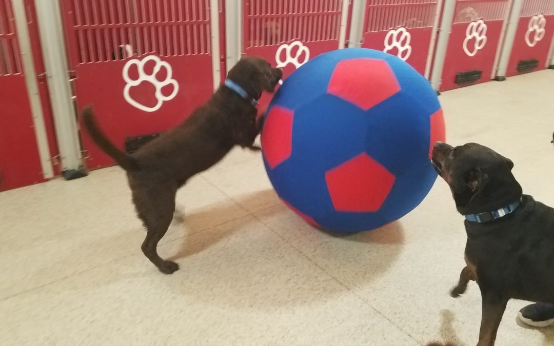 3_21_25 GIANT Ball Play :-)
