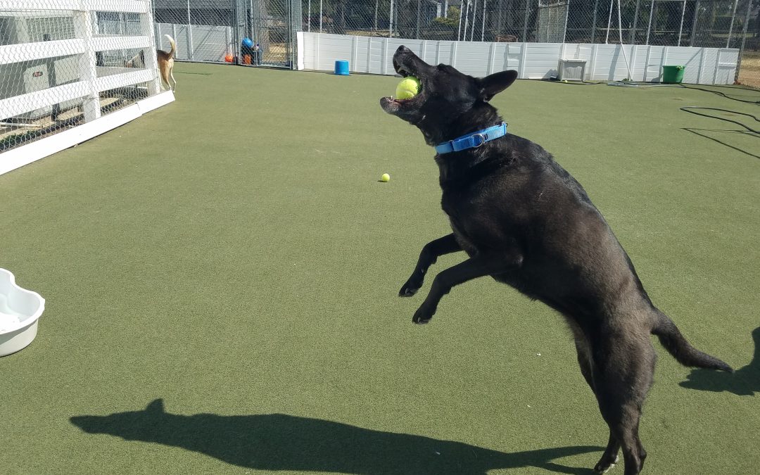3-22-25 Tennis Ball Fetch! :)