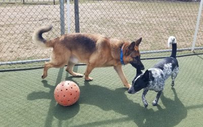 3_26_25 Indestructoball Play :-)