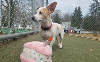 3-31-25 Squeaky Birthday Cakes! :)