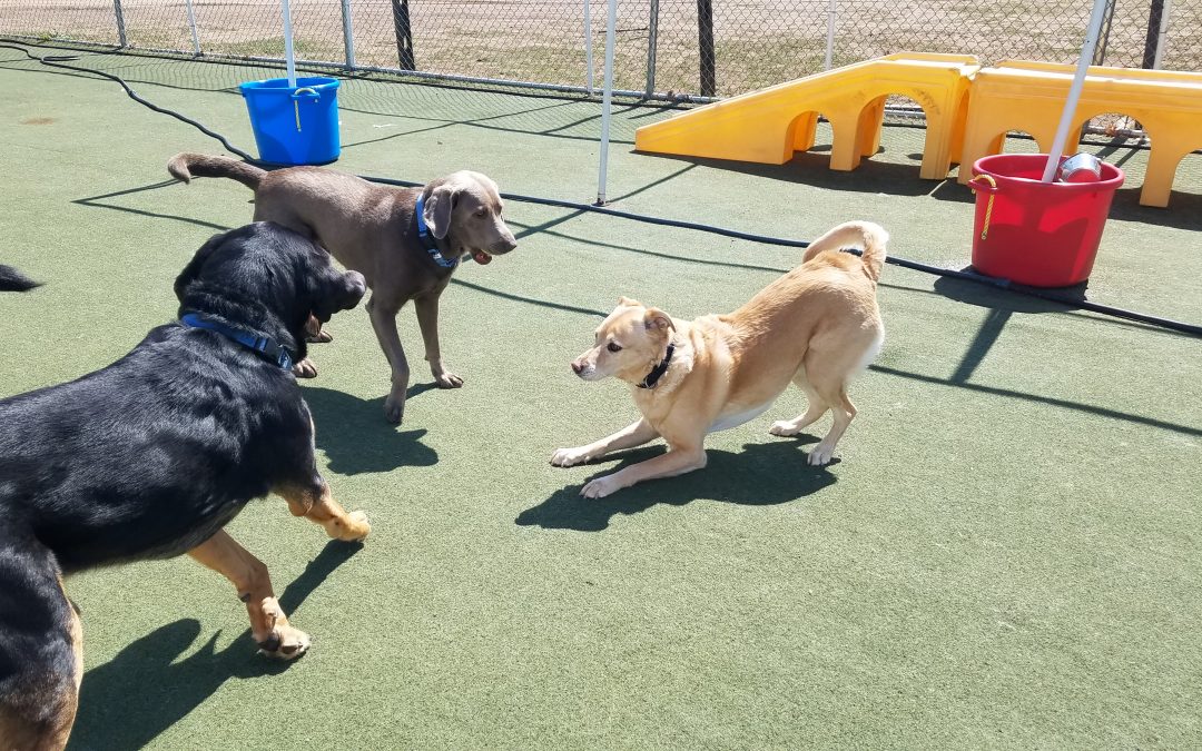 4/1/25 Tennis Ball Fun! :)