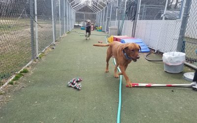 4-2-25 Rope Toys! : )