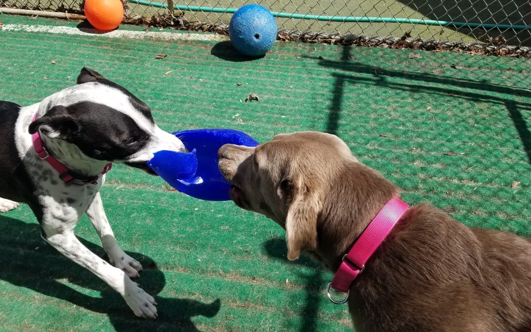 4_8_2025 Jollyball Tug! :)