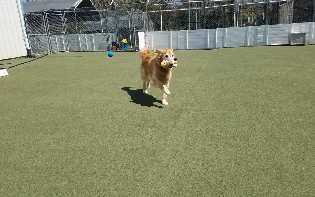 4-9-25 Indestructiball + Toys! : )
