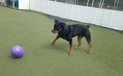 4-13-25 Jolly Eggs! :)
