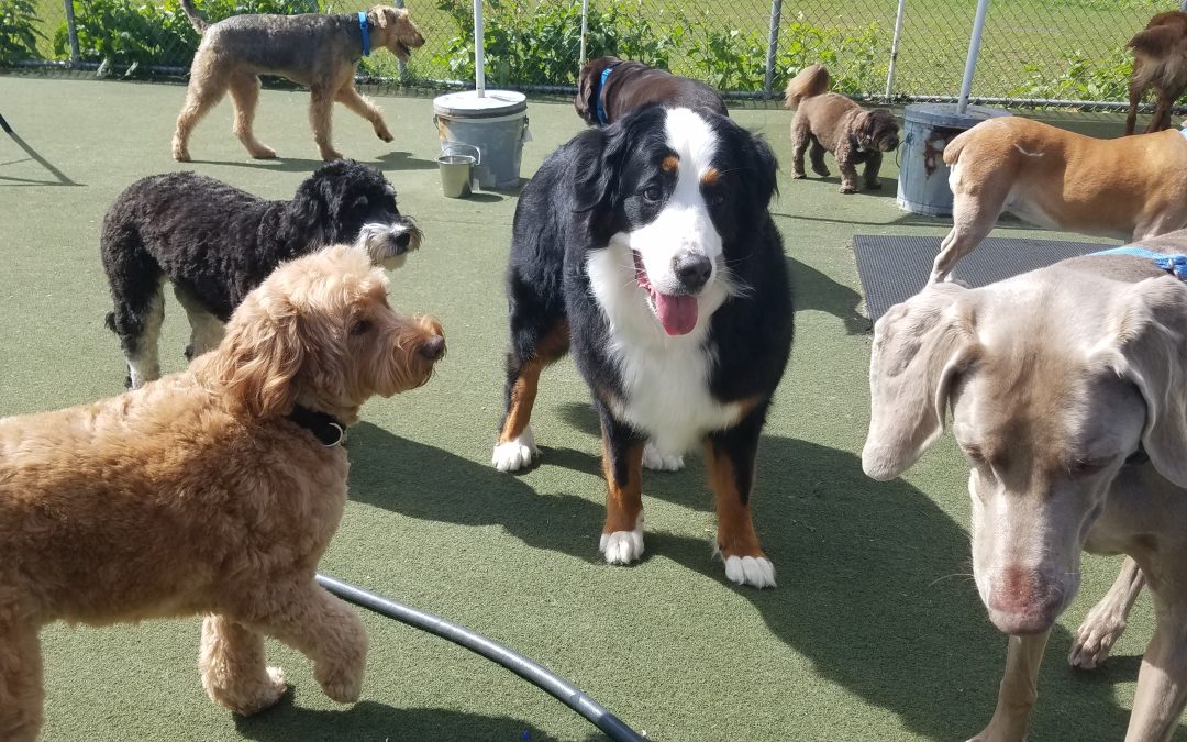 Why Positive Dog Training Matters