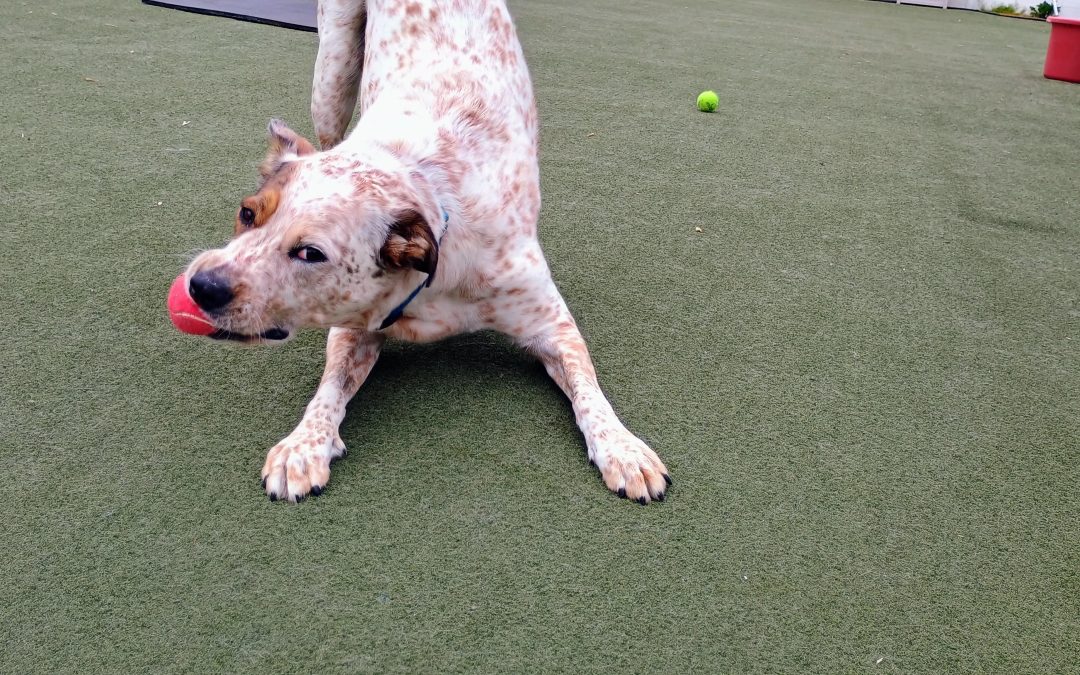 6-8-25 Tennis Ball Play, Lickimats, + Shell Game! :)