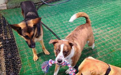6-13-25 Rope toys, lickmat, catch treats from midair!