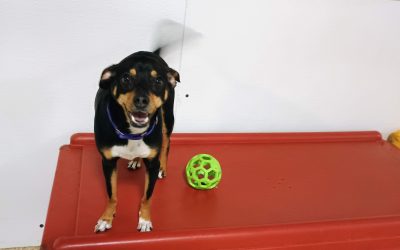 6-15-25 Indestructiball, Lickibowls, + Spin the Bottle Enrichment! :)