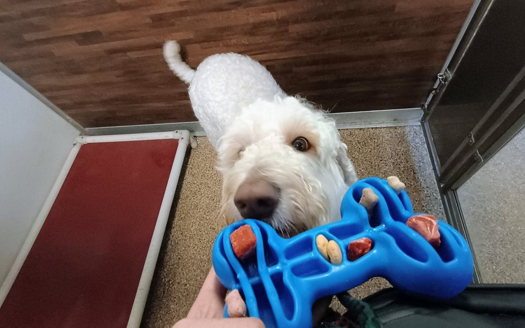 6-19-25 Squeaky Circus Toys, Megalast Bone, + Circus Pup Cup! :)
