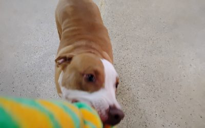 6-22-25 Squeaky Toys, Towel Roll Up, + Which Hand Enrichment! :)