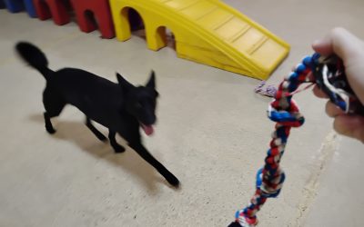 6-26-25 Rope Toys, Snufflemat, + Scent Space Enrichment! :)