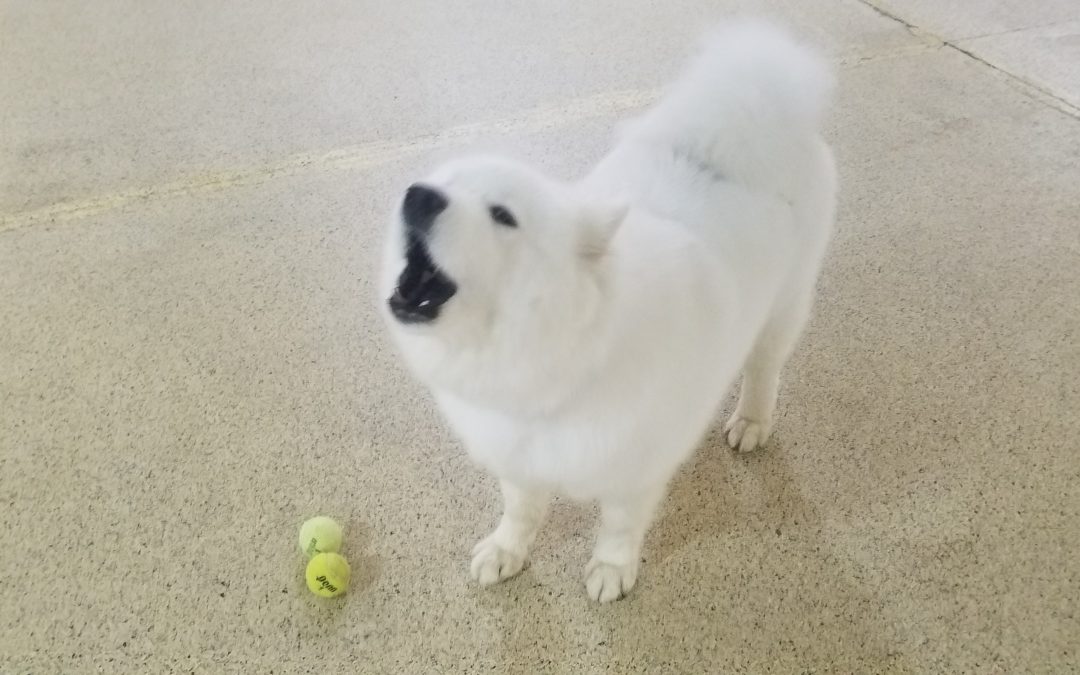 Dogs Playing Tennis :)