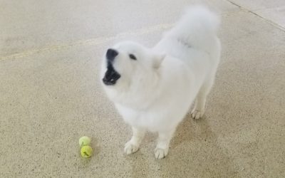 Dogs Playing Tennis :)