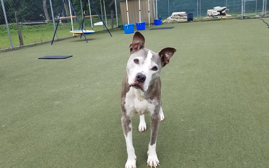7/23/2025 Pup Playtime + What’s the Cost of a Dog Hotel?