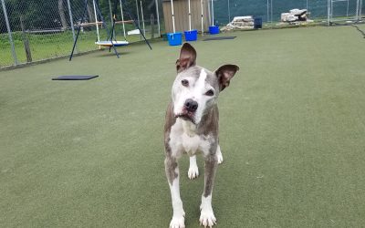 7/23/2025 Pup Playtime + What’s the Cost of a Dog Hotel?
