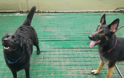 7/27/2025 – Smart Value Behind Our Boarding Kennels Prices