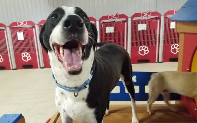 7/31/2025 – Dog Playtime & a Peek at the Average Cost to Board a Cat