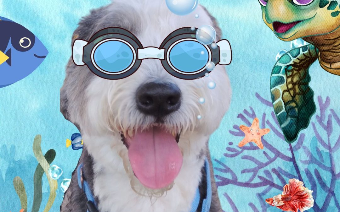 7/22/2025 – Under the Sea Party + Top Cat Boarding Options