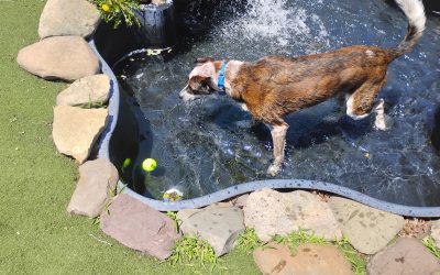 7-6-25 Tennis Ball Play, Lickimats, Spin the Bottle Enrichment! :)