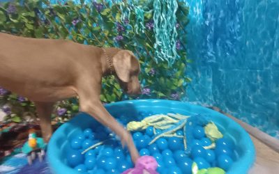 7-7-25 Bubbles, Towel Roll Up, + Sea Creature Squeakies! :)