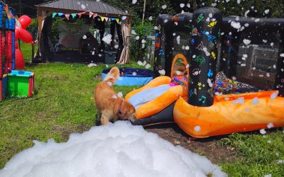 Wacky Wednesday: Bounce house, foam party, ball pit & pool!