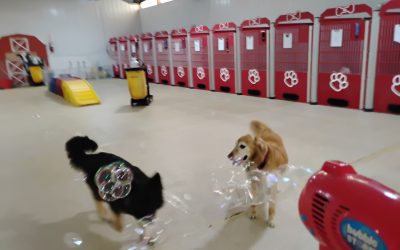 7-10-25 Bubbles, Muffin Tin Treats, + Which Scent? Enrichment! :)