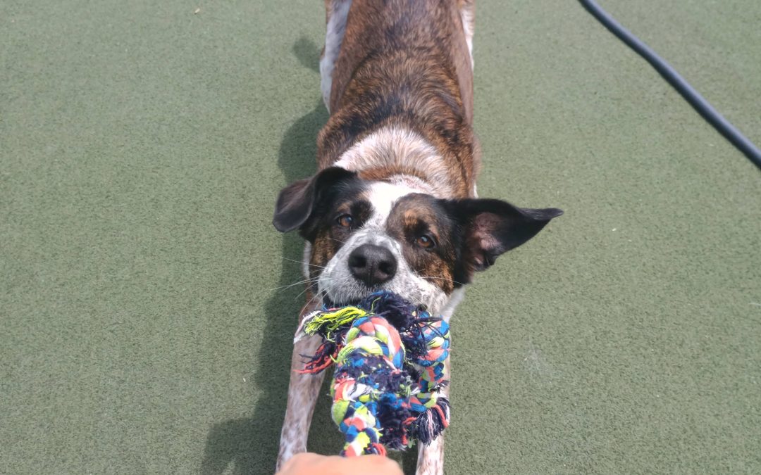 7-11-2025 Rope Toys, Lickmat, Crab Chase! :)