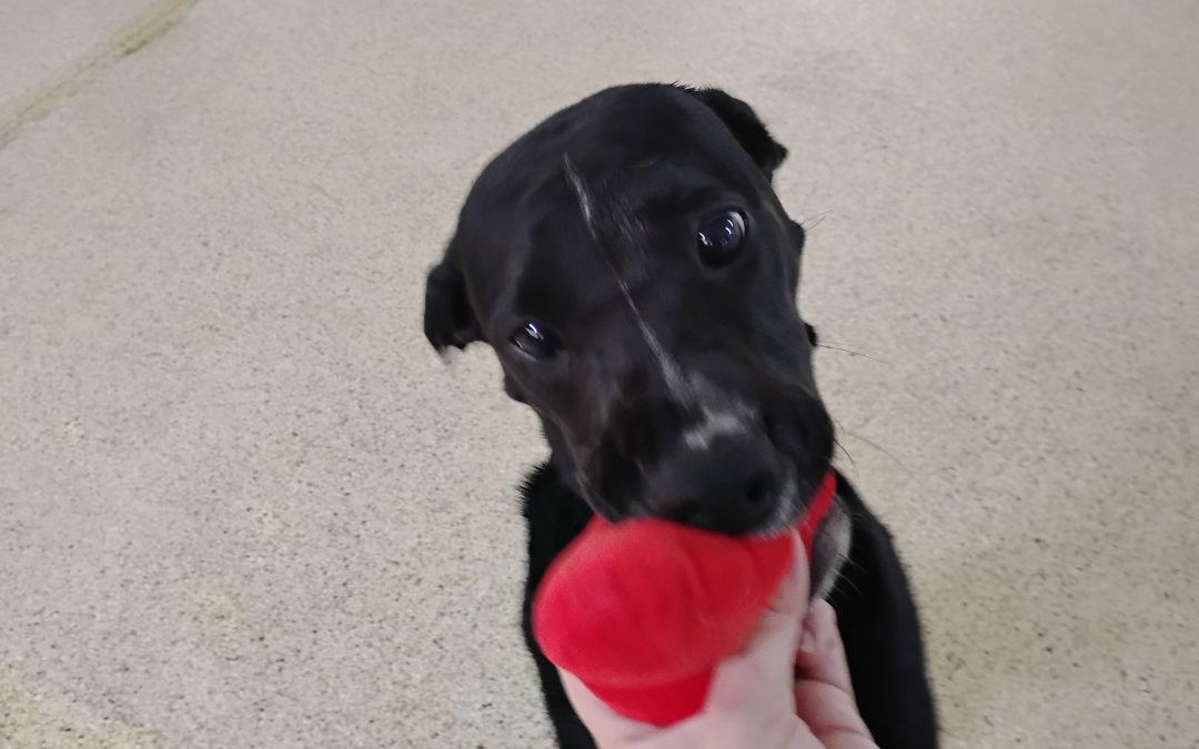 7-14-25 Squeaky Toys, Snake Stuffer, + Follow the Octopus Enrichment Obstacle Course! :)