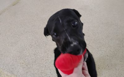 7-14-25 Squeaky Toys, Snake Stuffer, + Follow the Octopus Enrichment Obstacle Course! :)