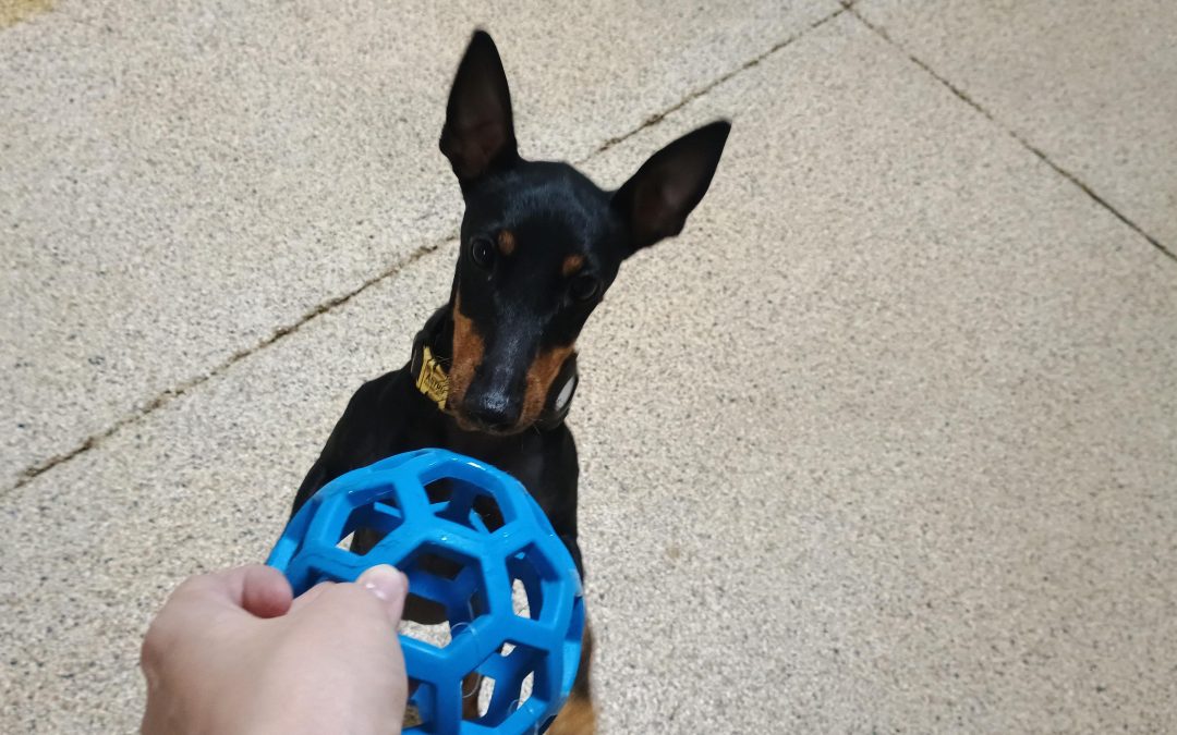 7-16-25 Soccer, Kong Wobbler and Scent Space! : )