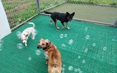 7/19/2025 Training & Fun at Daycare Middletown