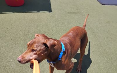 7/23/2025 Chuck It & Lickimat Fun + Close to Home Pet Services