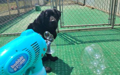 7/31/2025 – Worth Every Penny of the Average Cost of Dog Boarding Per Night