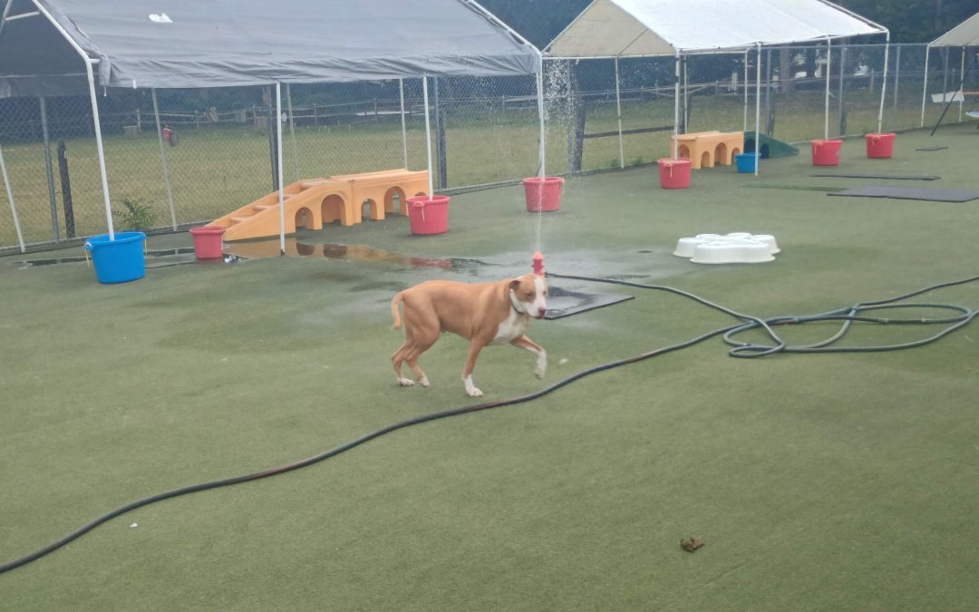 8-29-2025 Sprinkler Play, Starfish Lickmat, Wobble Board!