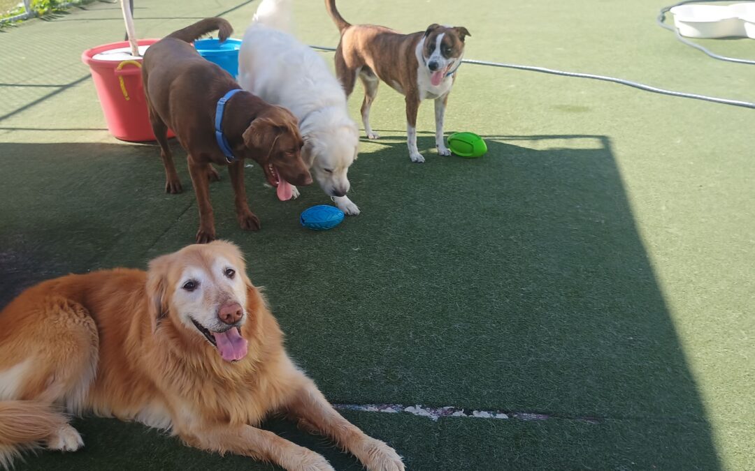 10/3/2025 Pumpkin Pup Cup, Fall Leaf Snuffle and Find, Football Play! :)