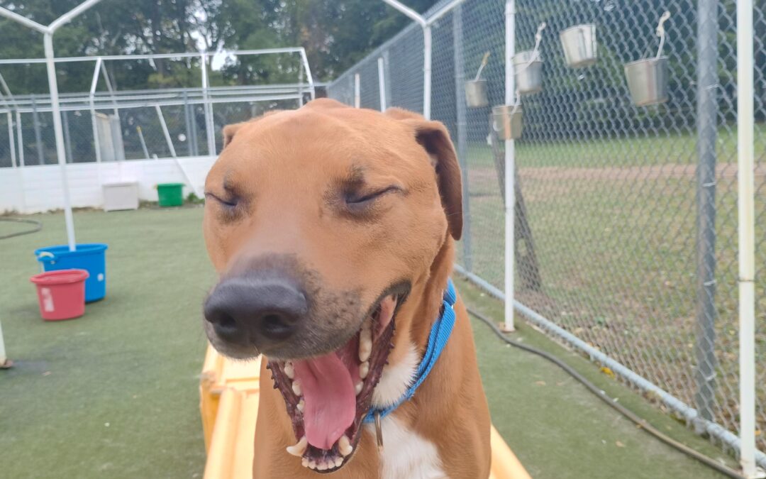 10/14/25 Barkacademy & Other Activities!