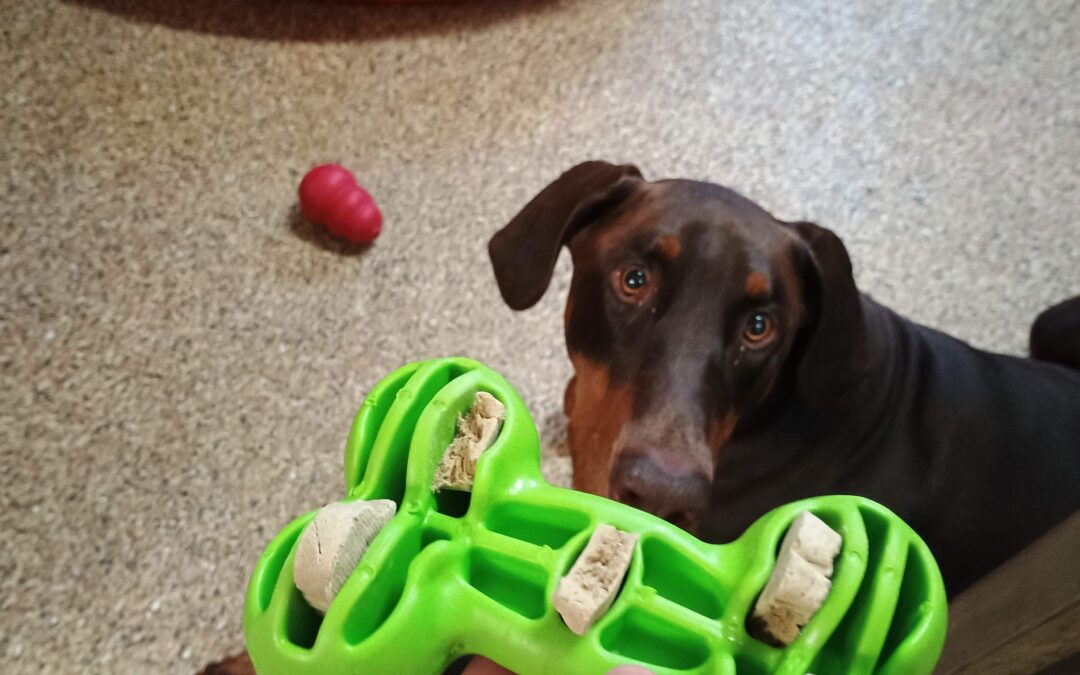 10/23/2025 Pumpkin Treat Bone, Squeaky toy Playtime! :)