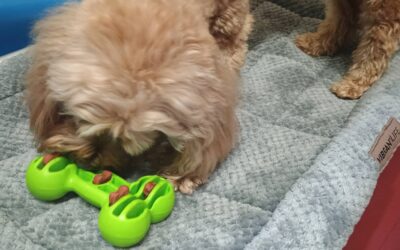 11.14.25 Activities – Squeaky Toys, Megalast Bone, Which Hand?