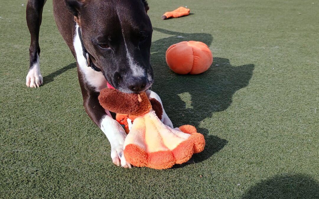 Stuffed Turkey & Football Play, Turkey Dinner Lickmat & Thanksgiving Story Cuddle Time  11.20.25 :)