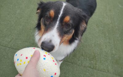 11.23.25 Activities :) – Football, Lickimat, & Puzzle Toys!