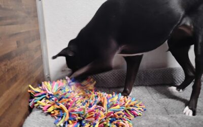 Cake toss, Birthday Cookie Snuffle & Open A Present 11.24.25 :)