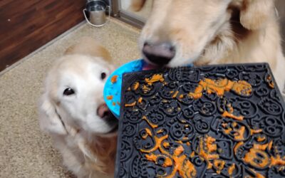 Thanksgiving Squeaky Toys, Pumpkin Lickbowl, and Muffin Tin Game Activities :) 11.27.25