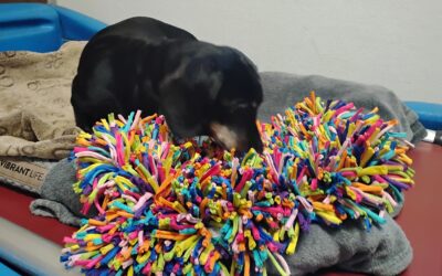 11-28-25 Tennis Fetch, Snufflemat, + Sniff Spot! :)