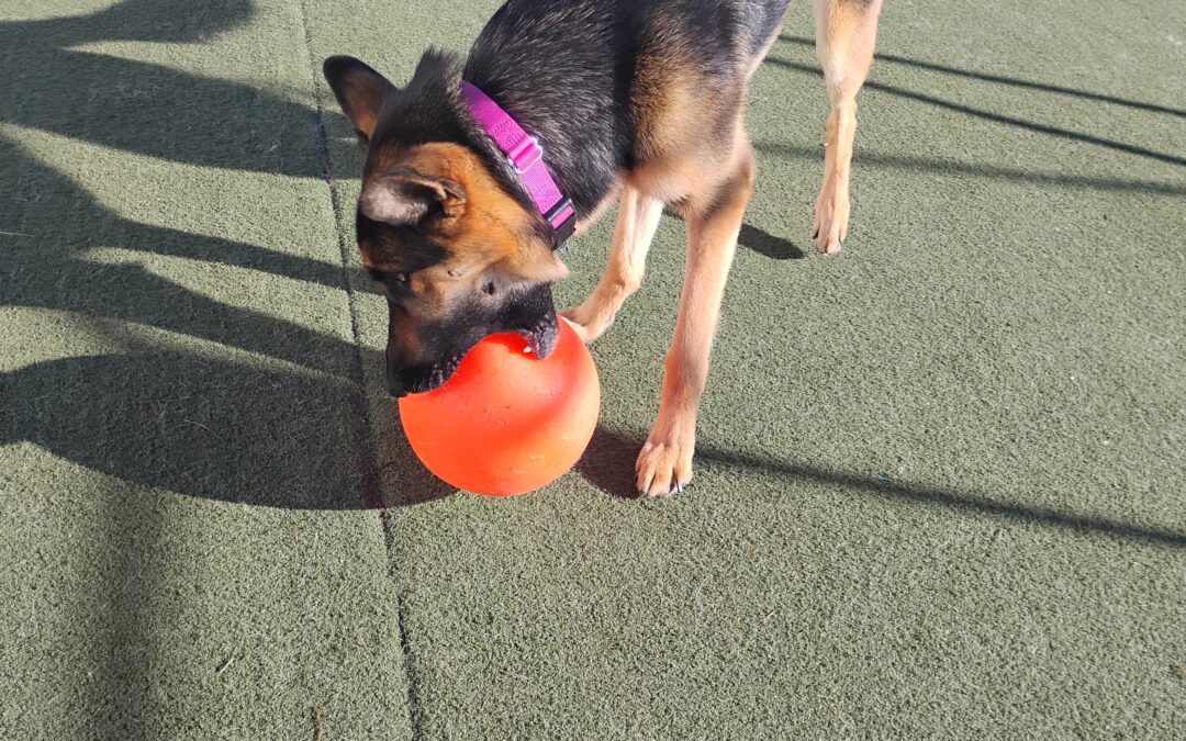 Indestructiball, Lickmat & Give Paw/High 5 Activities :) 11.29.25