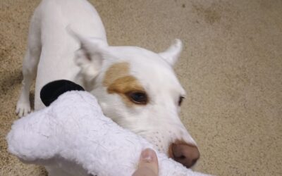 Activities! :) 12.31.25 – New Years Squeakies, Megalast Bone, Jump Into The New Year