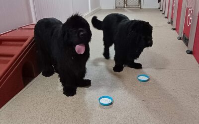 Squeaky Toys, Lickmat, and Paws Up Activities :) 01.07.26