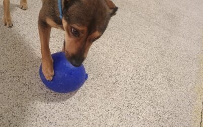 1-31-26 Jolly Ball Tug, Megalast Bone, + Flirt Pole! :)